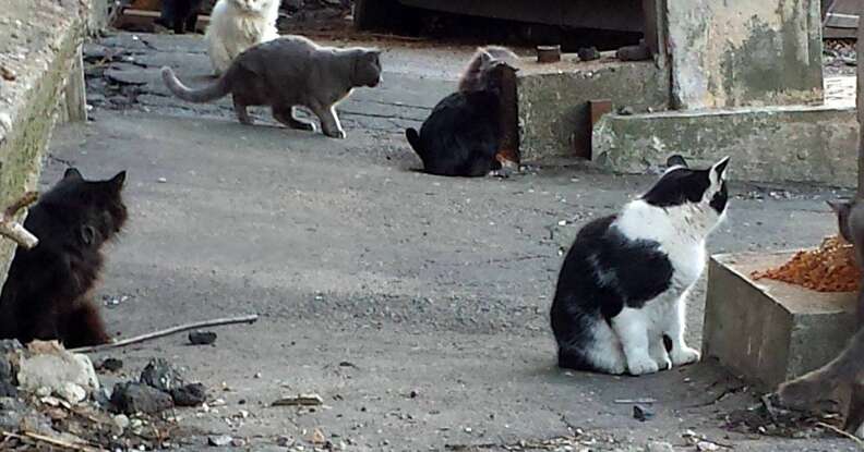 Stray cats in Boston