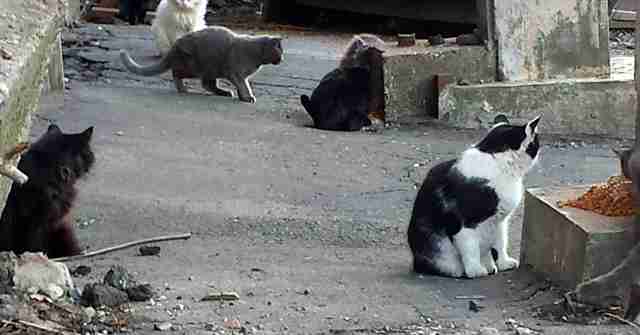 Deaf Stray Cat Saved From Streets Of Boston Needs Home - The Dodo