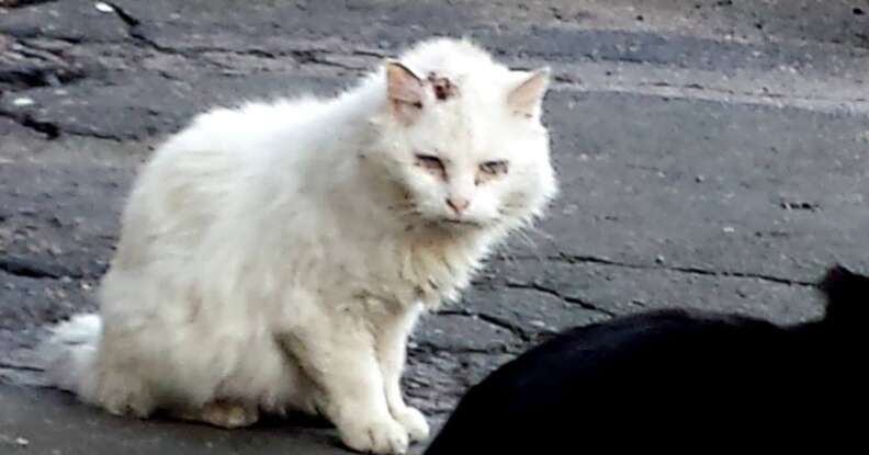 White stray hot sale cat