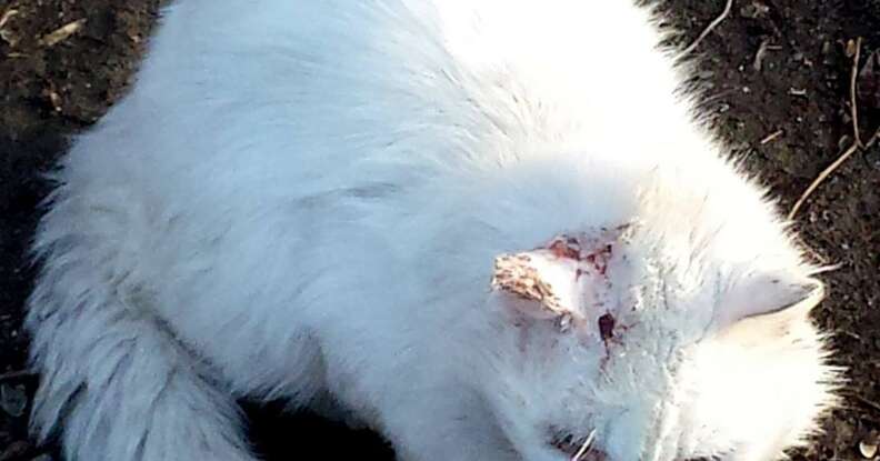 Injured stray cat in Boston