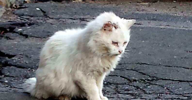 Stray white hot sale cat