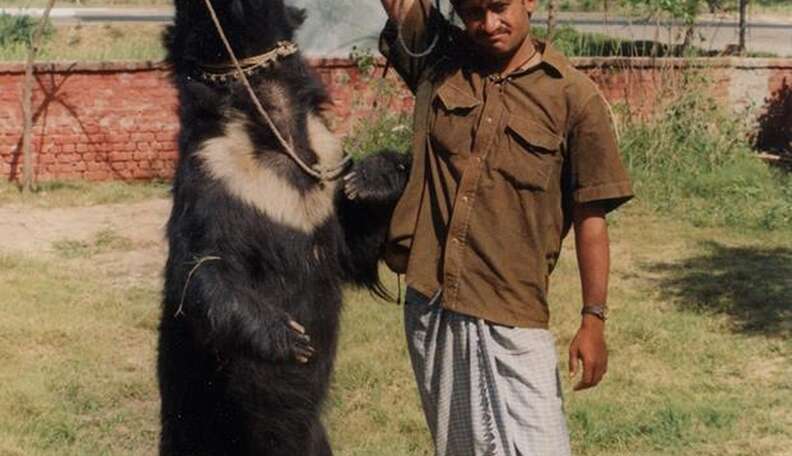 Bear Tortured And Forced To Dance Gets Her First Real Home The Dodo