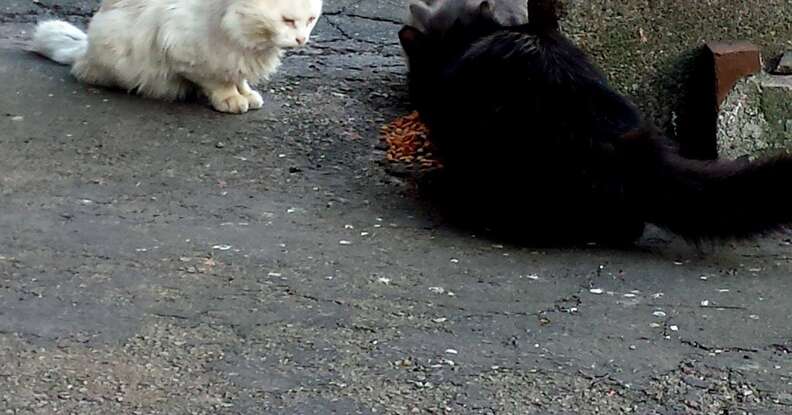 Stray cats eating food left for them in Boston