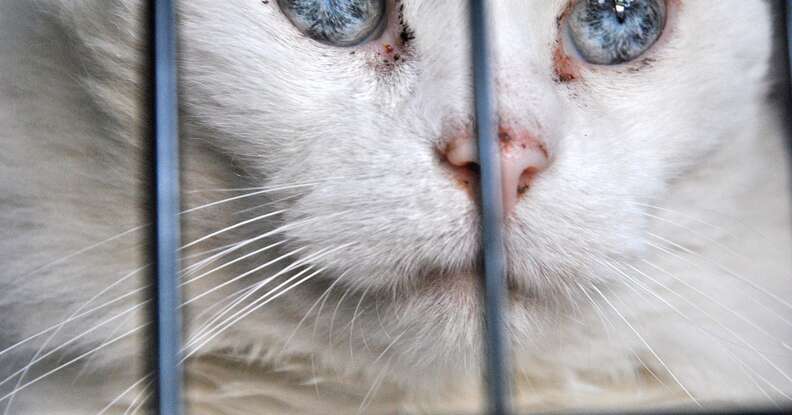 Stray cat in cage