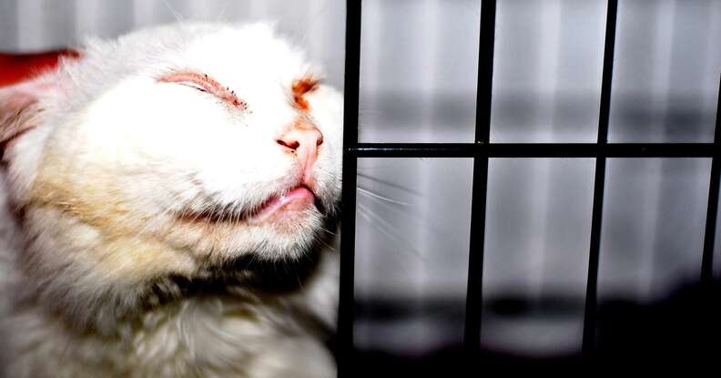 Stray cat captured on Boston streets