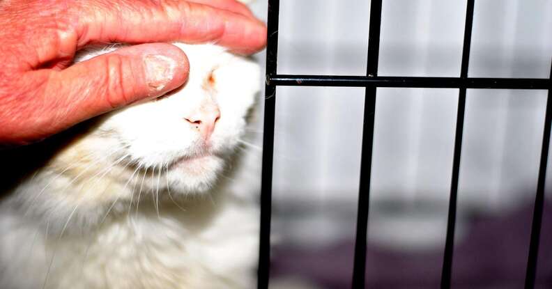 Stray cat lets person pet him