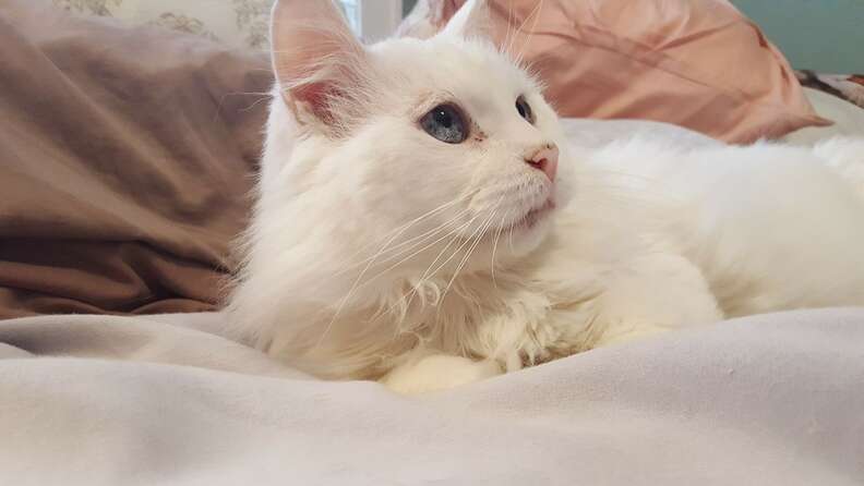 Angriest-Looking Stray Cat Is Actually A Total Sweetie - The Dodo