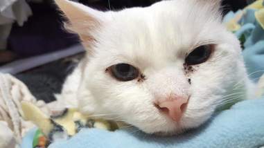 Stray cat all cleaned up