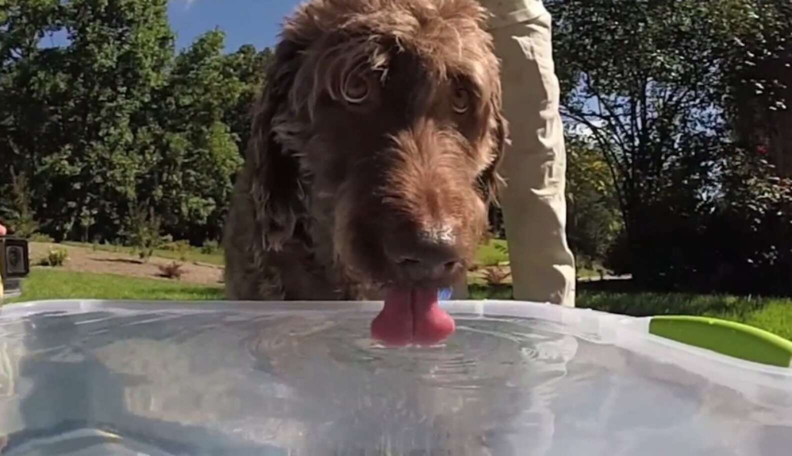 Mesmerizing Slow Motion Footage Reveals How Dogs Really Drink The Dodo