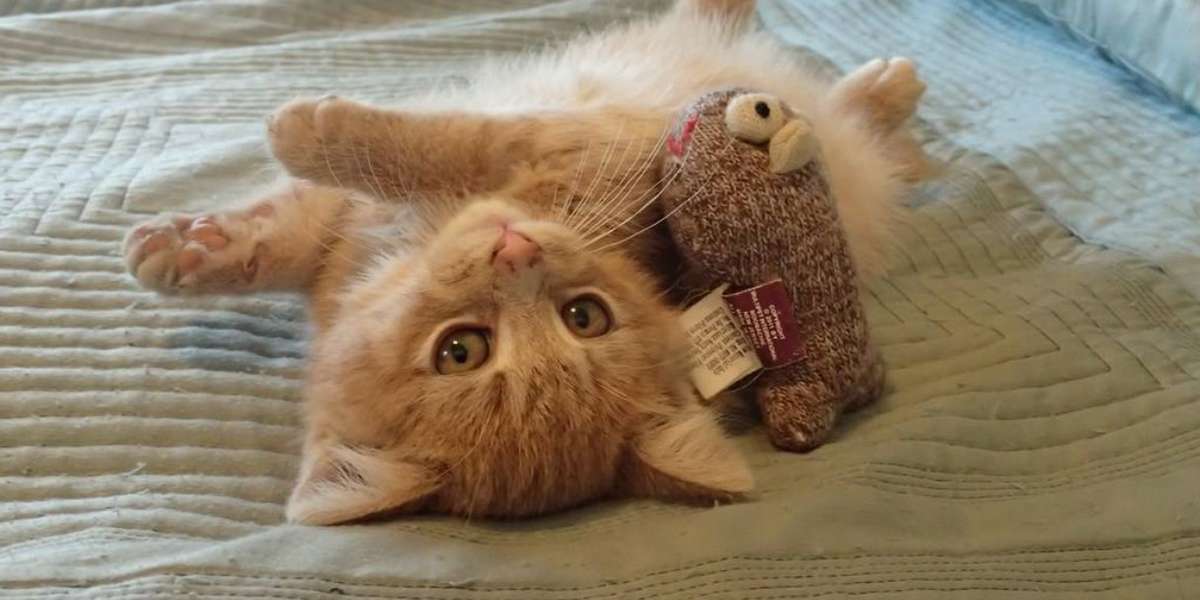 dumb friends league kittens