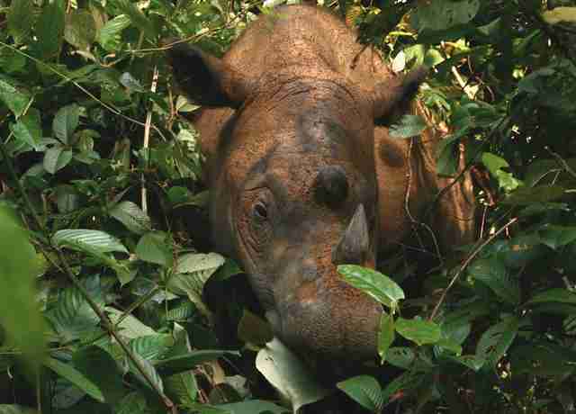 Sumatran Rhinos Declared Extinct In Malaysia - The Dodo