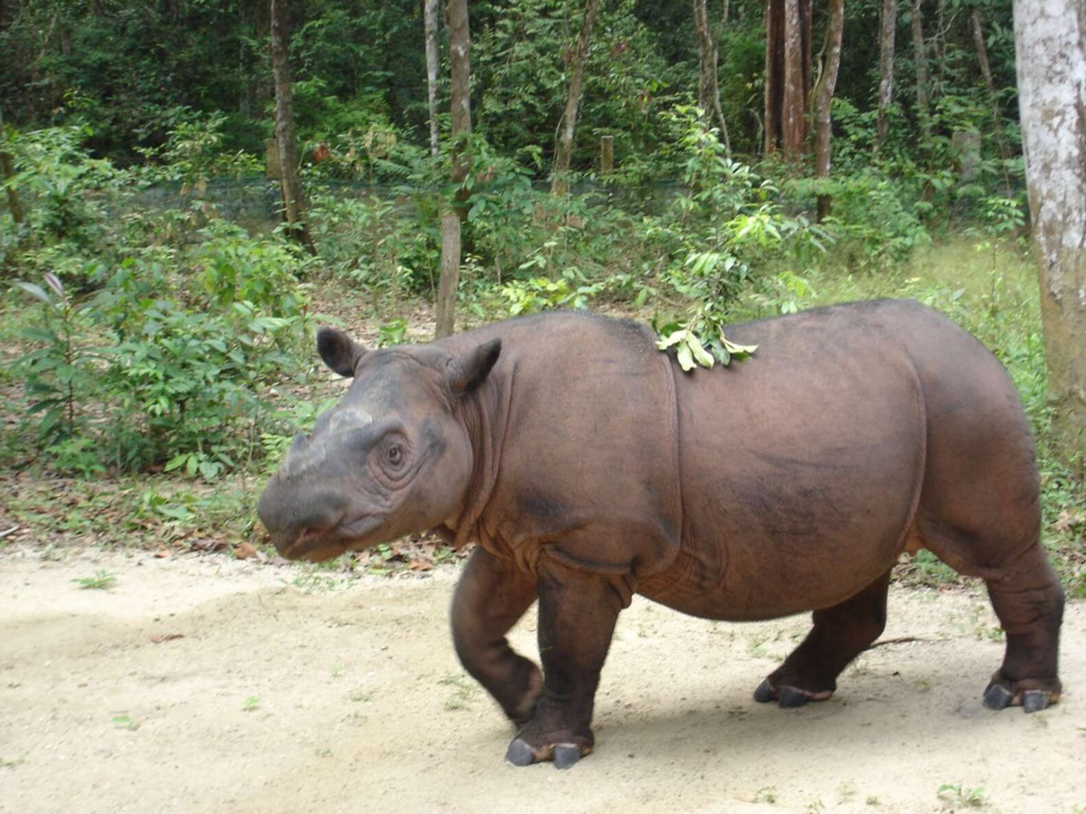 Sumatran Rhinos Declared Extinct In Malaysia - The Dodo