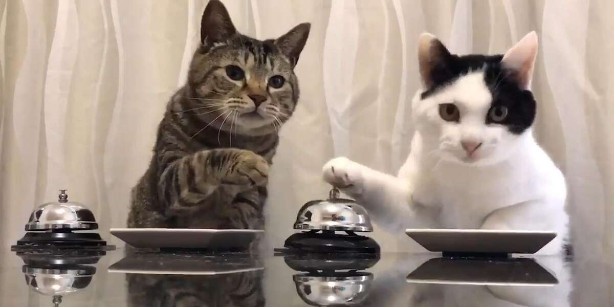 Cats Ring Bells For Treats Videos The Dodo