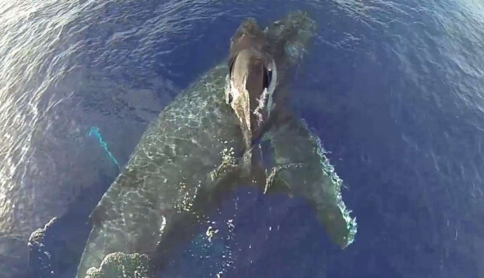 Drone Captures Incredible Footage Of A Whale Mother And Her Baby - The Dodo