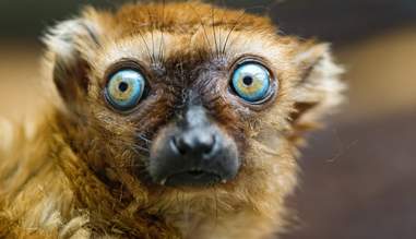 View Prey Eyes Animal Background
