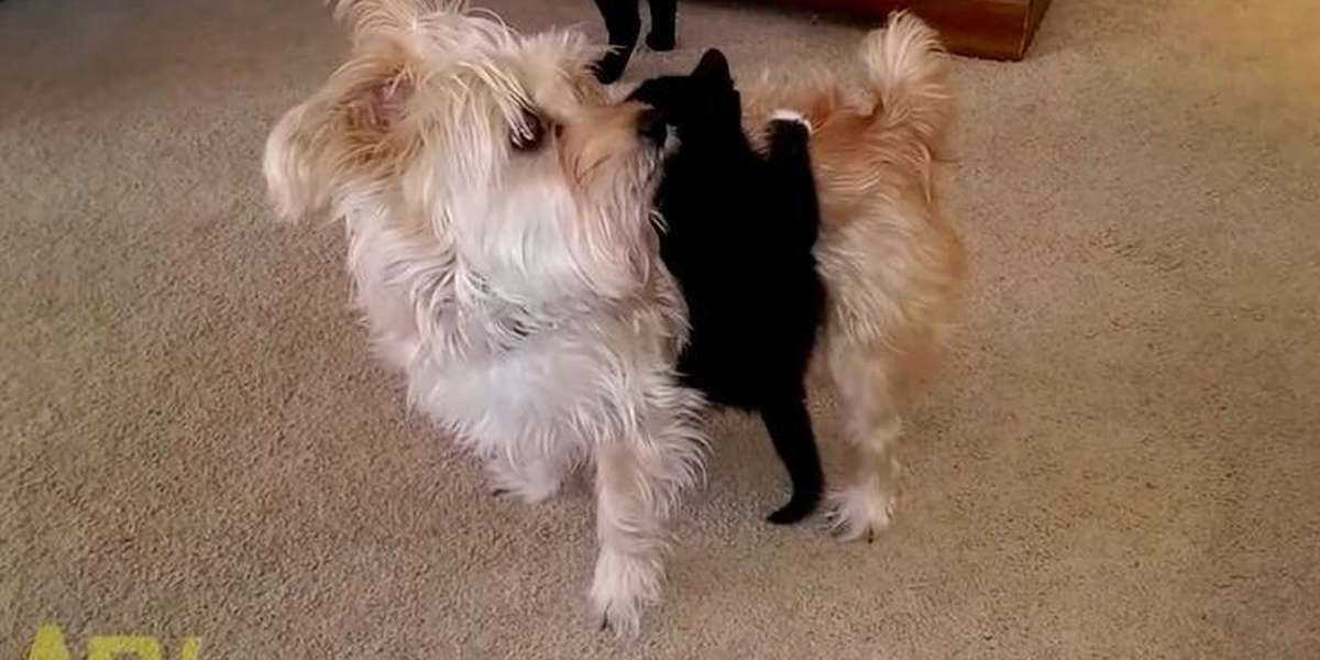 Tiny Kitten Refuses To Let Go Of Confused Dog - The Dodo