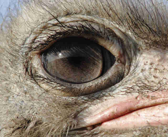 11 Animals With The Coolest-Looking Eyes On The Planet ...