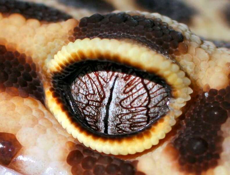 11 Animals With The Coolest-Looking Eyes On The Planet - The Dodo
