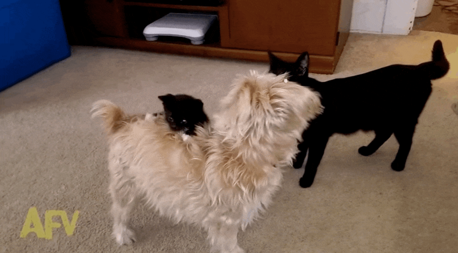 Tiny Kitten Refuses To Let Go Of Confused Dog - The Dodo