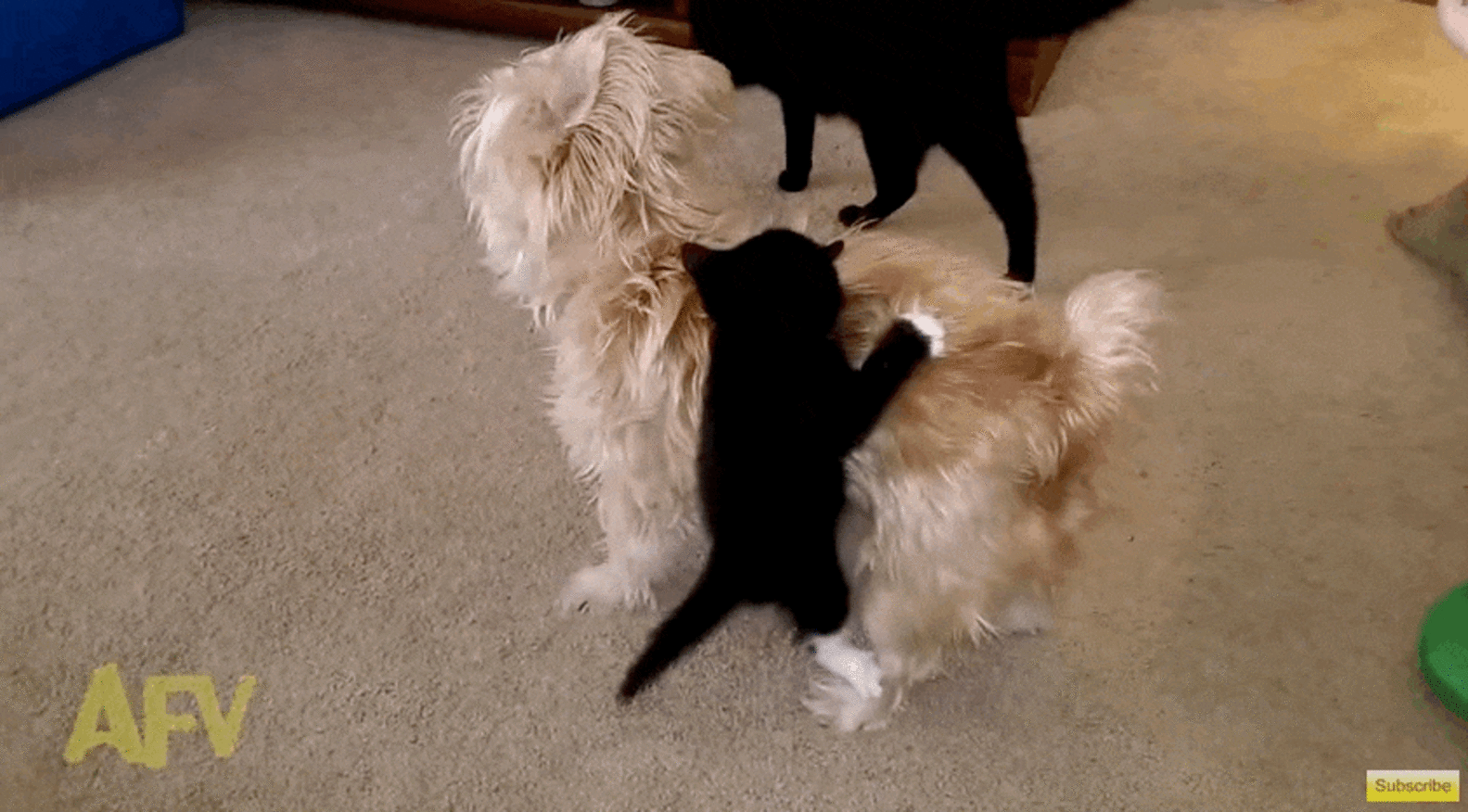 Tiny Kitten Refuses To Let Go Of Confused Dog - The Dodo