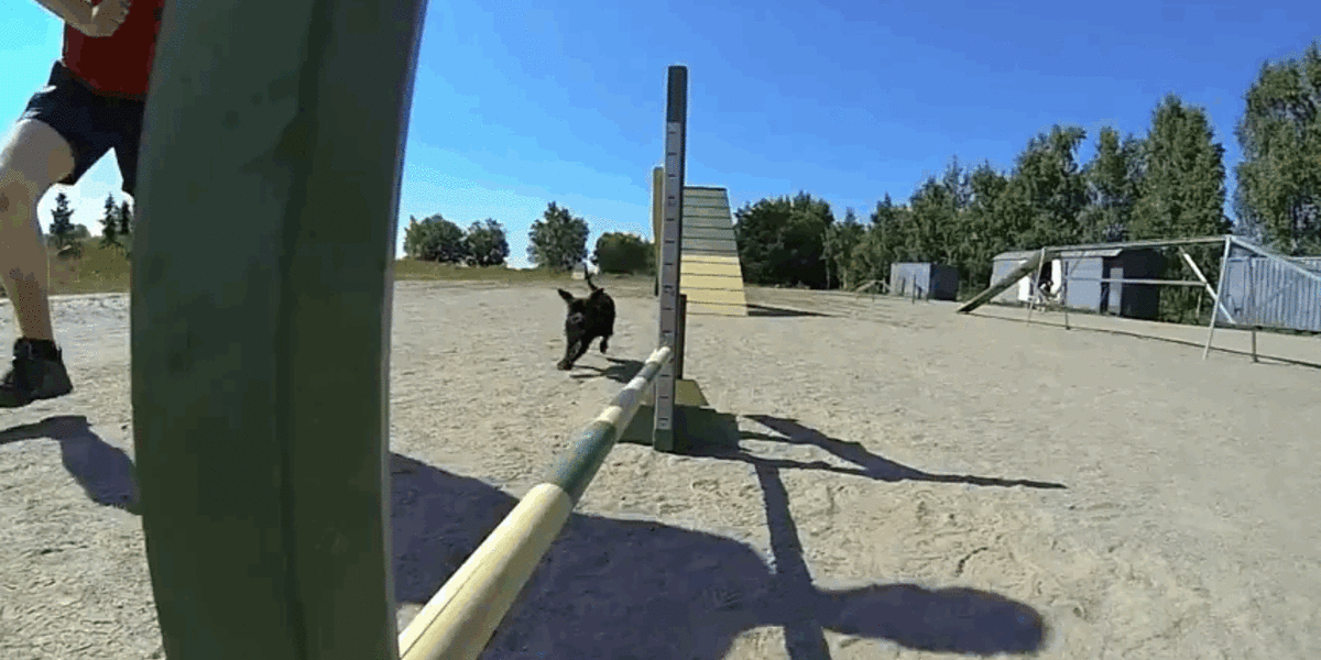 This Dog’s Obstacle Course Puts ToughMudder to Shame - The Dodo