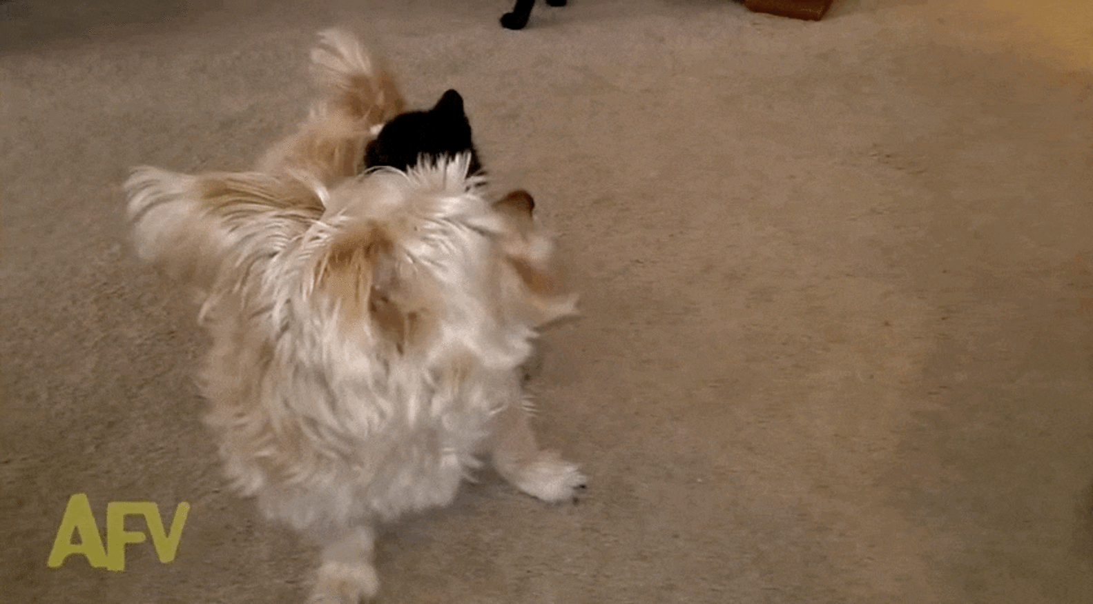 Tiny Kitten Refuses To Let Go Of Confused Dog - The Dodo