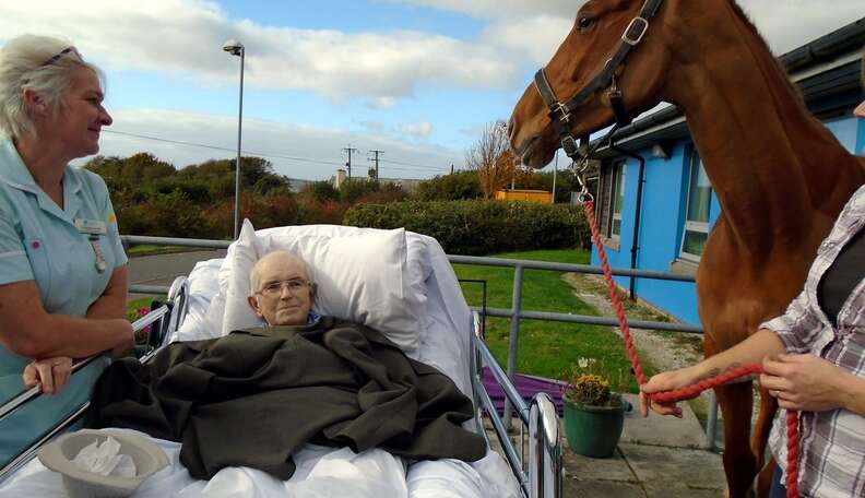 horse visits dying owner in hospital