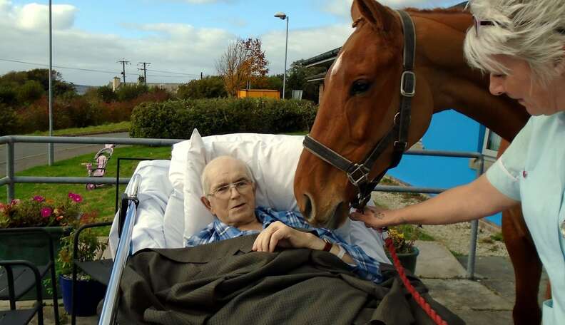 horse visits dying owner in hospital