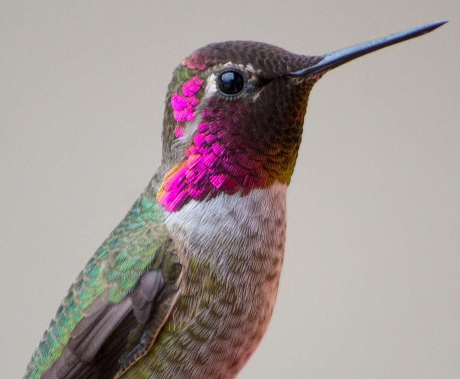 Woman Captures Stunning Photos Of Hummingbirds In Her Backyard - The Dodo