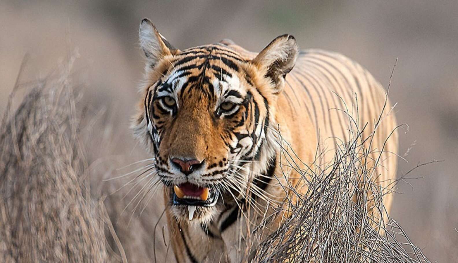 Why The Crown Prince Of Abu Dhabi Pledged 20 Million To Save Tigers