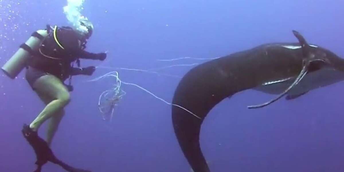 2014's Most Inspiring Animal Rescues Will Restore Your Faith In ...