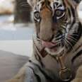 The Reality Behind 'Pet' Tigers