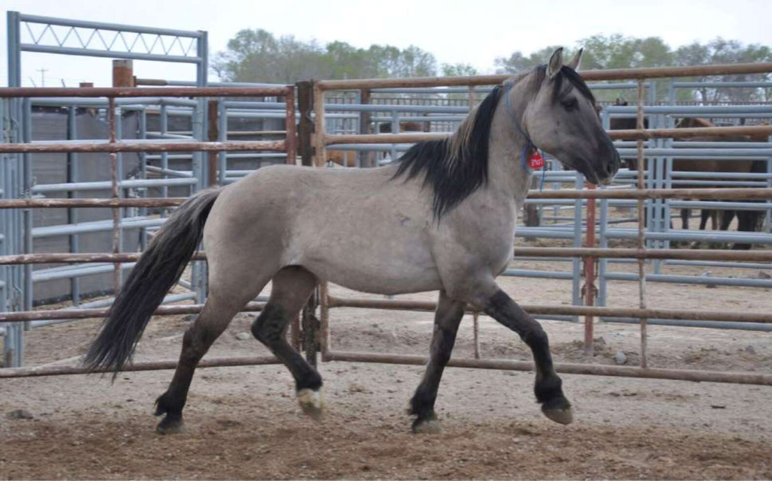 Stallion Ran Wild For 26 Years. And Died 5 Months Into Captivity. - The ...