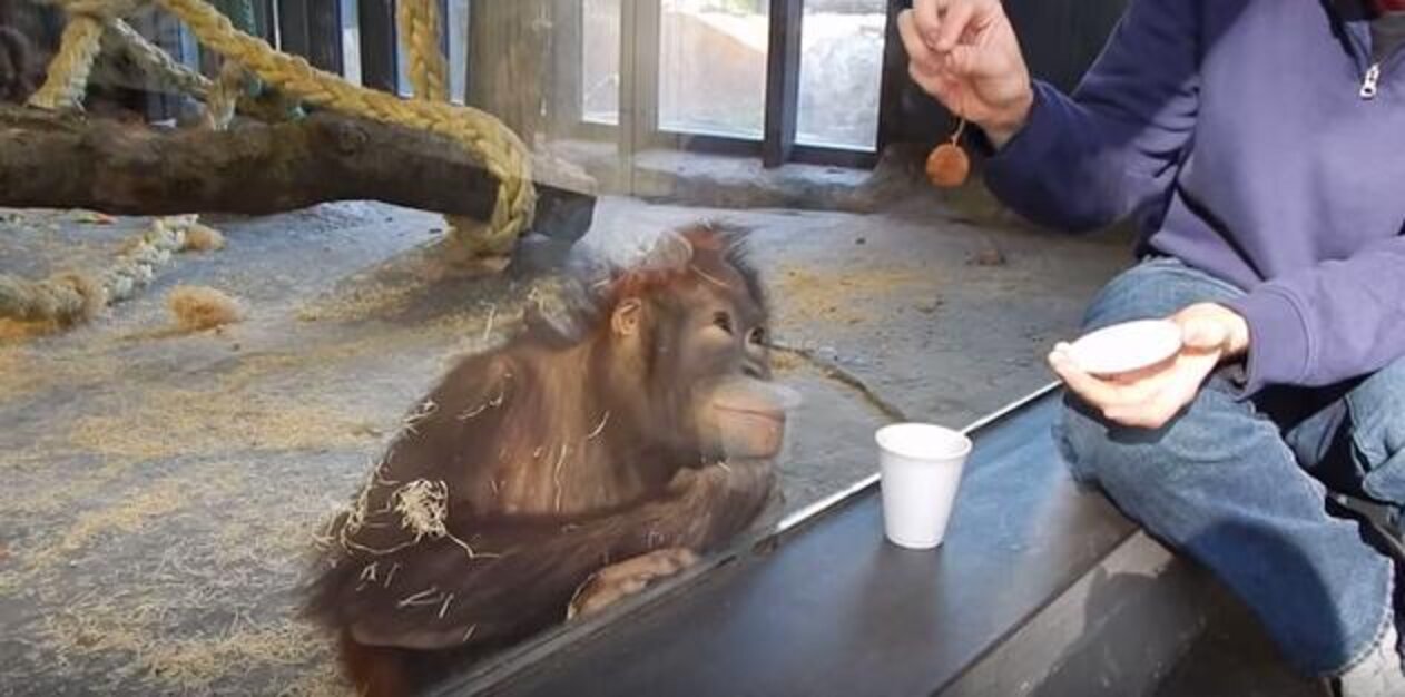 Orangutan Sees Magic Trick And CANNOT Handle It The Dodo