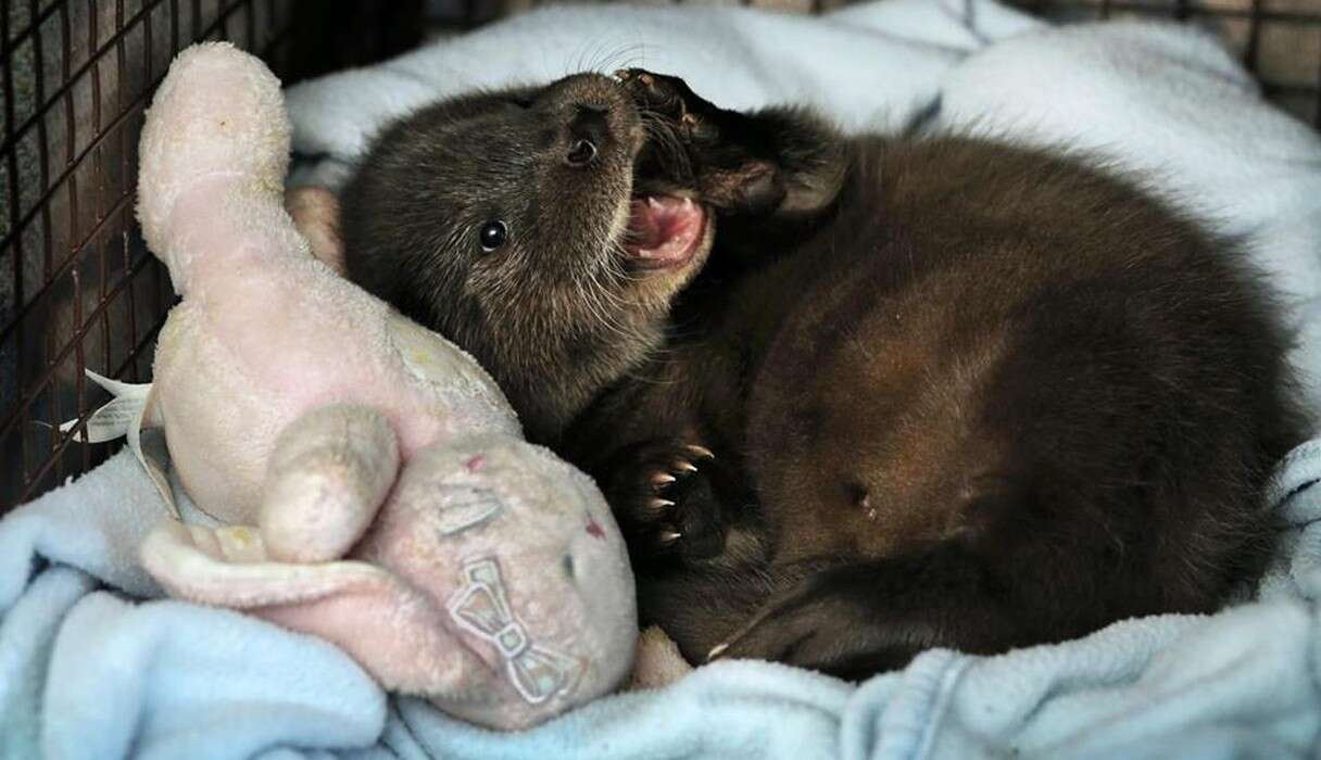 After Losing His Family, Tiny Baby Otter Makes The Cutest Recovery - The Dodo