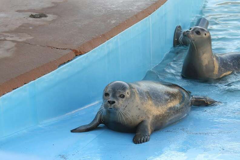 Orphaned Seal Returns To Ocean After Being Rescued ... By Cows - The Dodo