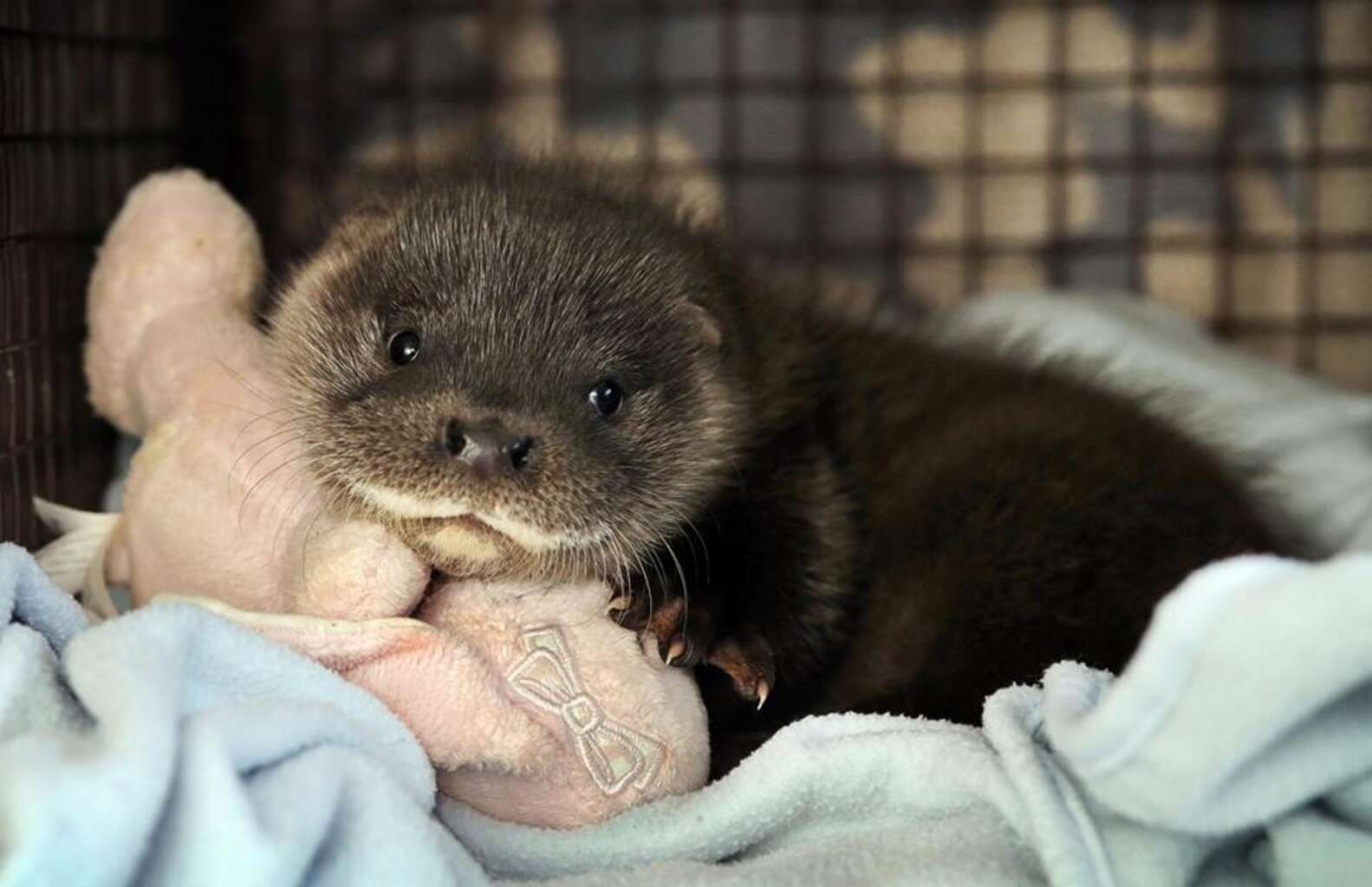 After Losing His Family, Tiny Baby Otter Makes The Cutest Recovery ...