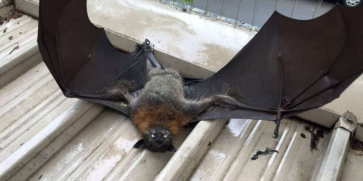 Workers Look Out Their Window And See A Bat Who Needs Help - The Dodo