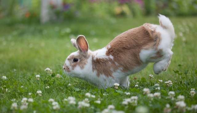 26 Bunnies Who Are Literally Jumping For Joy - The Dodo