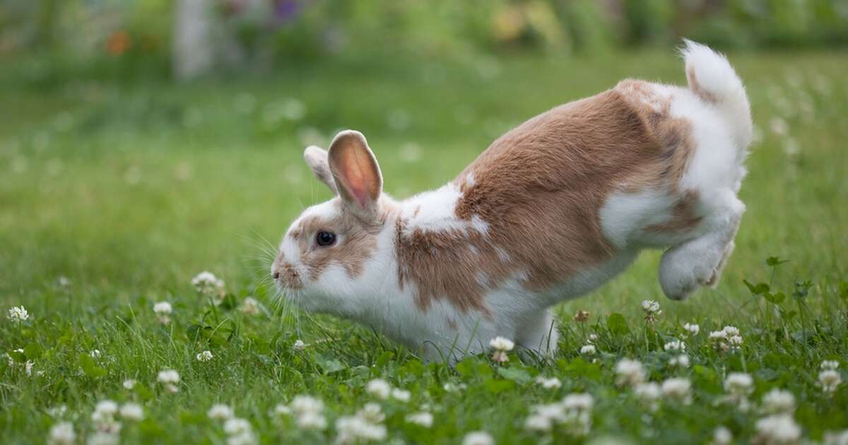 26 Bunnies Who Are Literally Jumping For Joy The Dodo