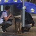 Dog Tied To Post In Pouring Rain Gets Sweetest Act Of Kindness