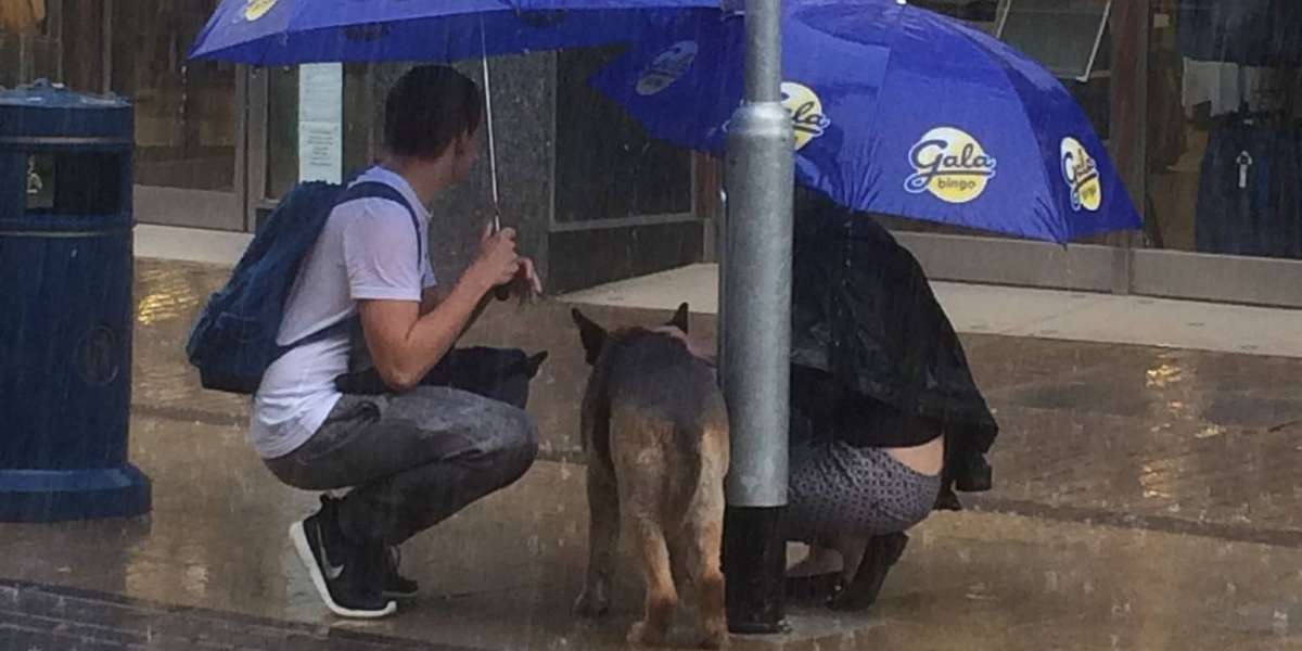 Dog Tied To Post In Pouring Rain Gets Sweetest Act Of Kindness - The Dodo