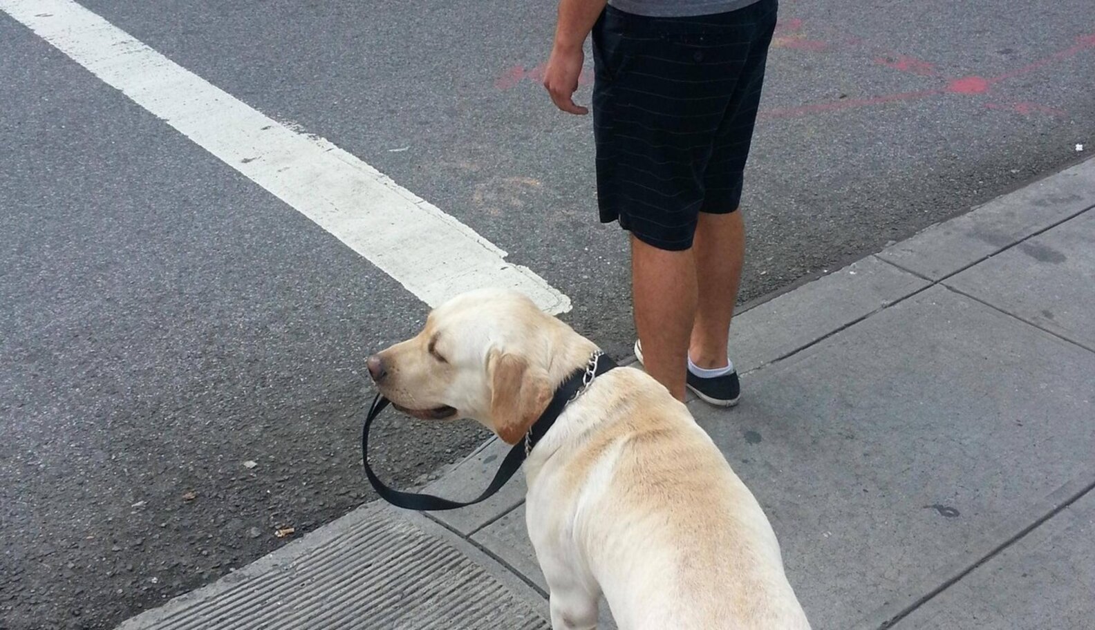 9 Dogs Who Can Walk Themselves, Thank You Very Much The Dodo