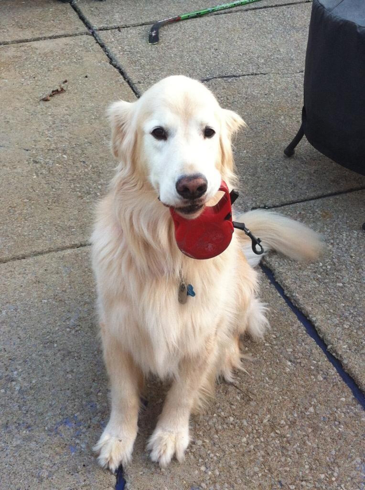 9 Dogs Who Can Walk Themselves, Thank You Very Much The Dodo