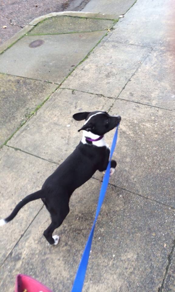9 Dogs Who Can Walk Themselves, Thank You Very Much The Dodo