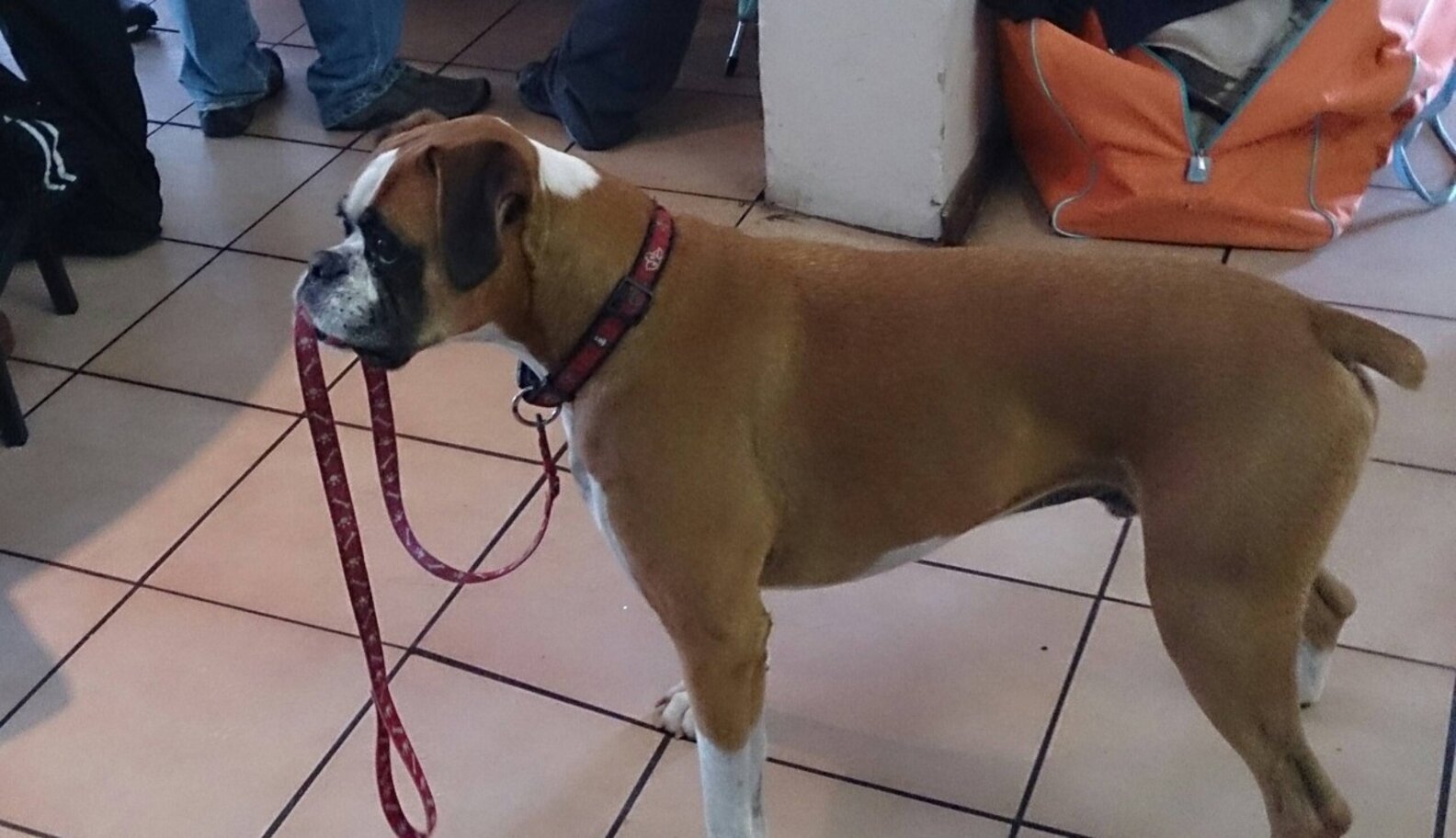 9 Dogs Who Can Walk Themselves, Thank You Very Much The Dodo