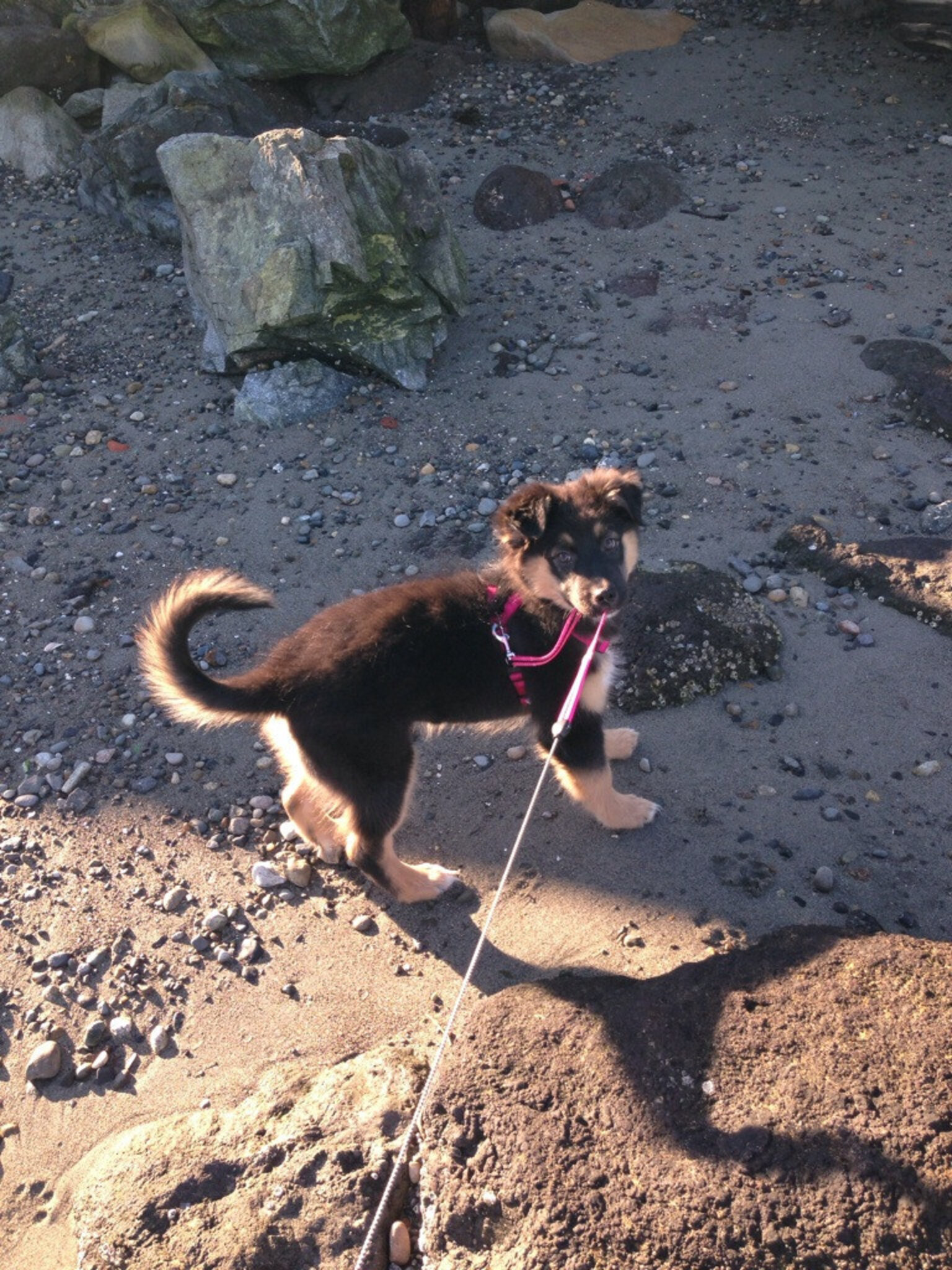 9 Dogs Who Can Walk Themselves, Thank You Very Much The Dodo