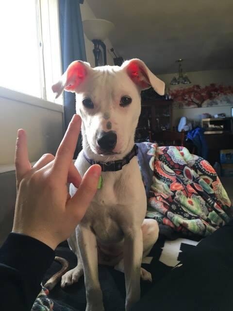 Deaf Woman Teaches Her Newly Adopted Deaf Dog The Sign For 'I Love You ...