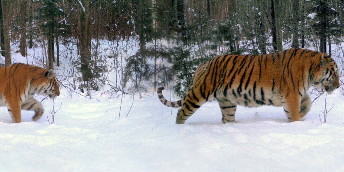 The tiger in the snow: Cameras capture abundance of life in a Himalayan  refuge