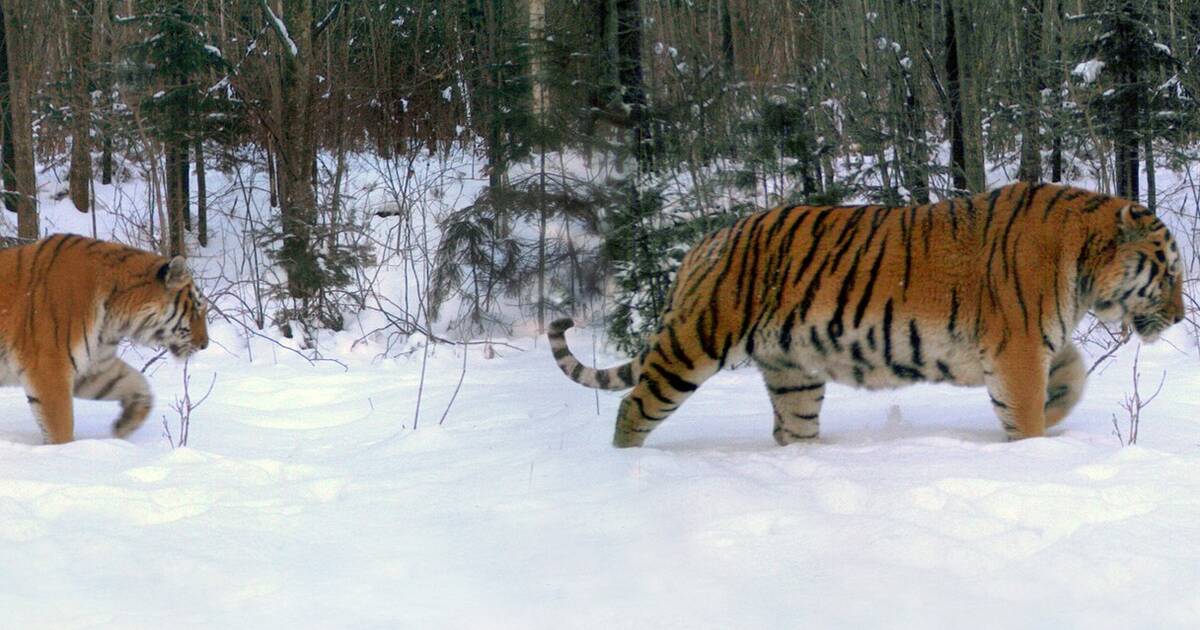 Adorable tiger cubs meet their dad for the 1st time - ABC News